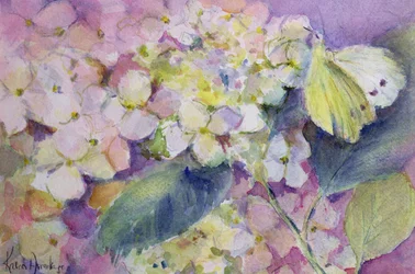 Bleg skyet gul sommerfugl, Colias Hyale på hortensia