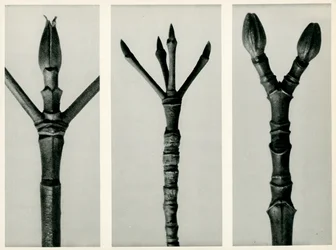 Cornus Nuttallii, 1929 (fotogravure)