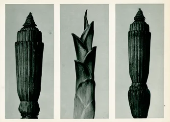 Hestetail Rush, 1929 (fotografering)