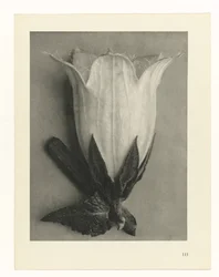 Plantestudier Arketyper af kunst: fotografiske billeder af planter (serietitel)