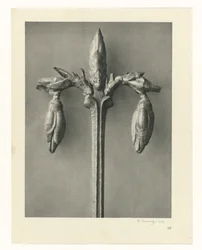 Plantestudier Arketyper af kunst: fotografiske billeder af planter (serietitel)