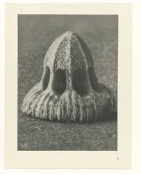 Plantestudier Arketyper af kunst: fotografiske billeder af planter (serietitel)