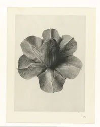 Plantestudier Arketyper af kunst: fotografiske billeder af planter (serietitel)