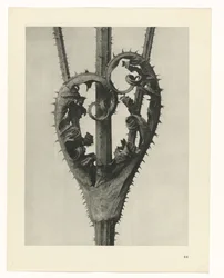 Plantestudier Arketyper af kunst: fotografiske billeder af planter (serietitel)