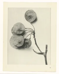 Planteundersøgelse Primal Forms of Art (Series Titel)