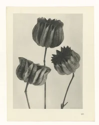 planlægge undersøgelse Arketyper af kunst (serietitel)