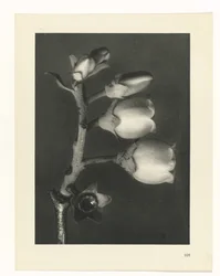 Planteundersøgelse Primal Forms of Art (Series Titel)