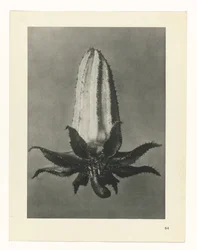 planlægge undersøgelse Arketyper af kunst (serietitel)