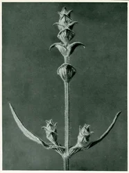 Salvia, 1929 (fotogravure)