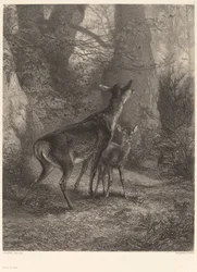 Doe og Fawn