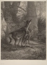 Hind og kalv