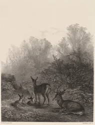 Hjorte hviler