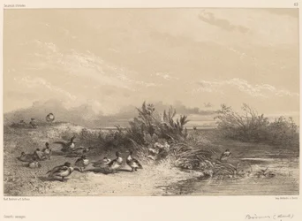 Vildænder