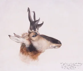 Hovedet af en antilope