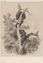 Bjørnene