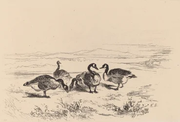 Bramgæs.