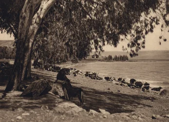 Gennezar-søen, sted hvor de fem tusinde blev fodret (s/h-billede)