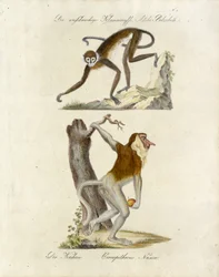 Afrikanske aber (print)