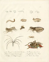 Spindlere og insekters udviklingsstadier (print)