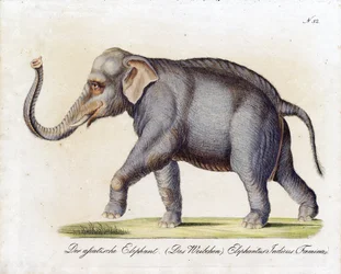 Asiatisk elefant (hun) (print)