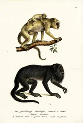Sorte brøleaber, 1824