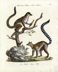 Brun lemur og katta