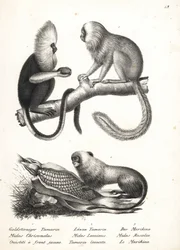 Buffy-headed silkeabe, Callithrix flaviceps (truet) 1 og gylden løve tamarin, Leontopithecus rosalia (truet) 2,3. Litografi af Karl Joseph Brodtmann fra Heinrich Rudolf Schinz