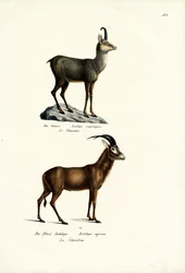 Gems, 1824