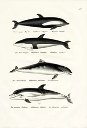 Forskellige slags delfiner, 1824