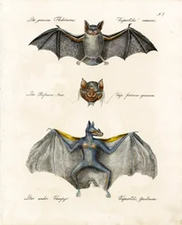 Europæiske flagermusarter (print)