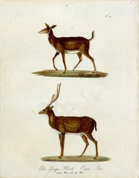 Hun og han Ganges-hjort (print)