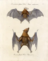 Flyvende ræve (print)