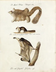 Svæveflyvende pattedyr (print)