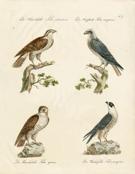 Duehøg og tårnfalk (print)