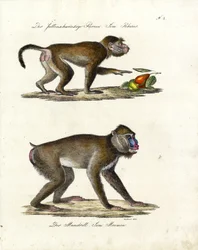 Hamadryas-bavian og mandrill (print)