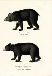 Himalayabjørn, 1824