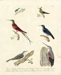Kolibrier og træløbere (print)