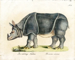 Indisk næsehorn (print)