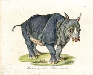 Indisk næsehorn (print)