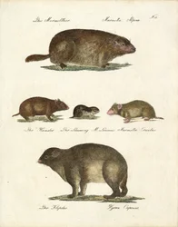 Murmeldyr og andre gnavere (print)