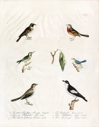 Indfødte sangfugle (print)
