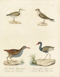 Phalarope, terne, Jacana og vandralle (print)