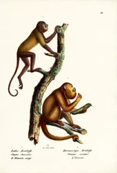 Røde brøleaber, 1824