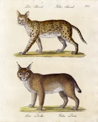 Serval og los (print)
