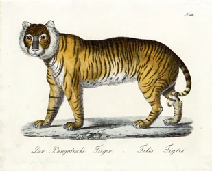 Den bengalske tiger (print)