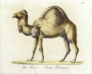 Kamelen (print)