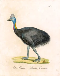 Kasuaren (print)
