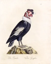 The Condor (tryk)