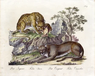 Jaguaren og pumaen (print)