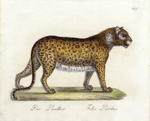 Panteren (print)